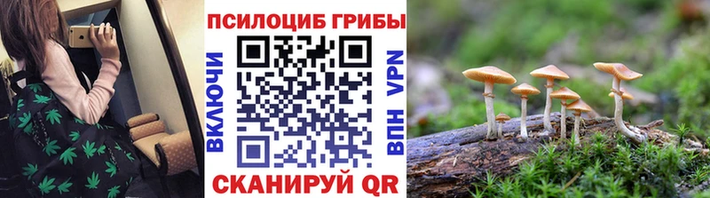 закладки  Плёс  Псилоцибиновые грибы Psilocybine cubensis 